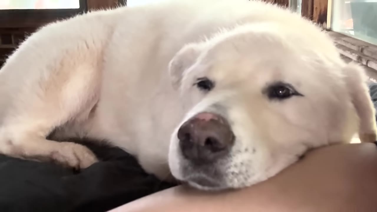 A large white Great Pyrenees dog resting its head affectionately on a person's arm.