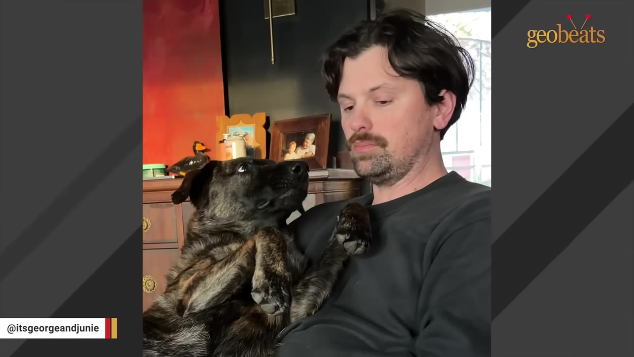 A brindle dog rests on a man's chest, looking up at him with wide, adoring eyes.