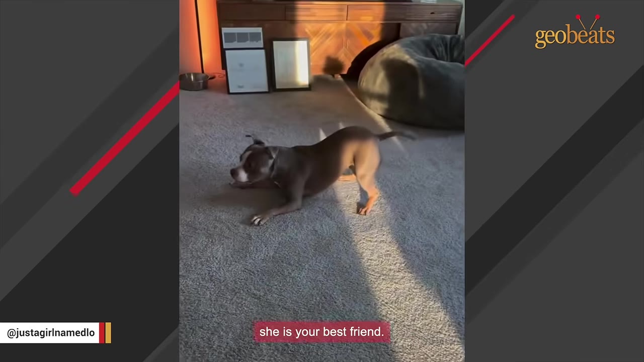 A brown and white pit bull-type dog stretches in a play bow on a carpeted living room floor, illuminated by a warm beam of sunlight.