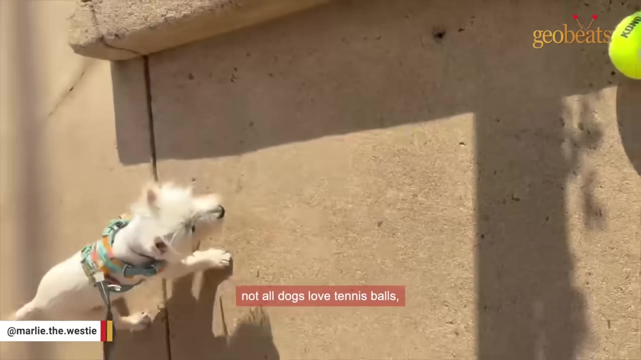 A small white dog wearing a harness looks up eagerly towards a yellow tennis ball visible in the upper right corner.