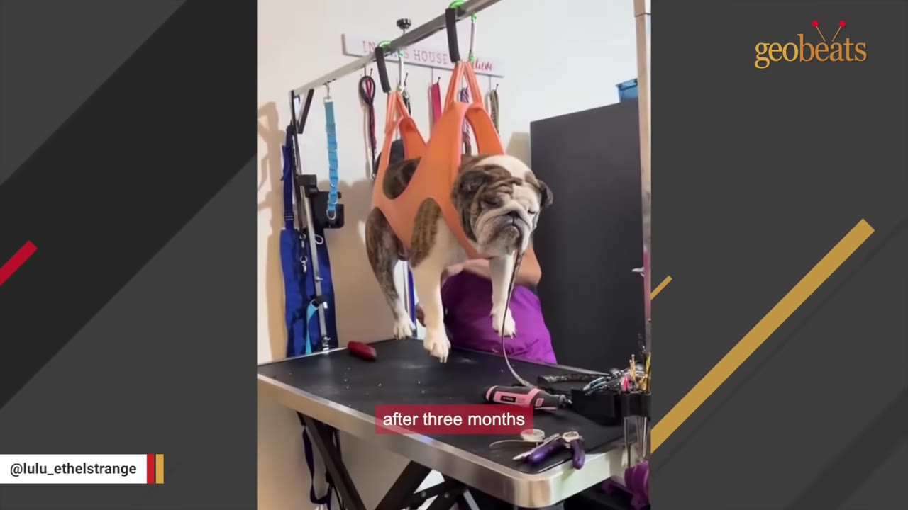 A bulldog suspended in an orange grooming sling above a grooming table, looking calm.