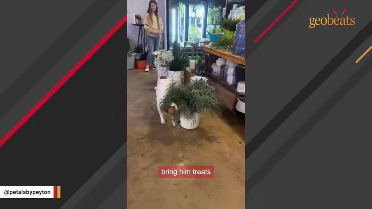 A small white and brown dog stands in a flower shop near a potted plant, with a smiling woman standing in the background.