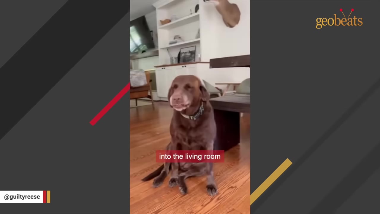 A chocolate Labrador retriever sitting on a wooden floor with a guilty expression, squinting its eyes and showing its teeth in a submissive grin.