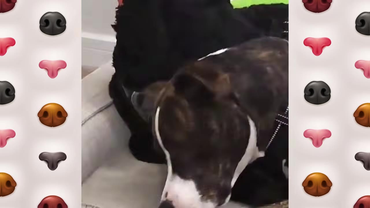 A brindle and white dog resting its head close to a fluffy black dog on a dog bed.