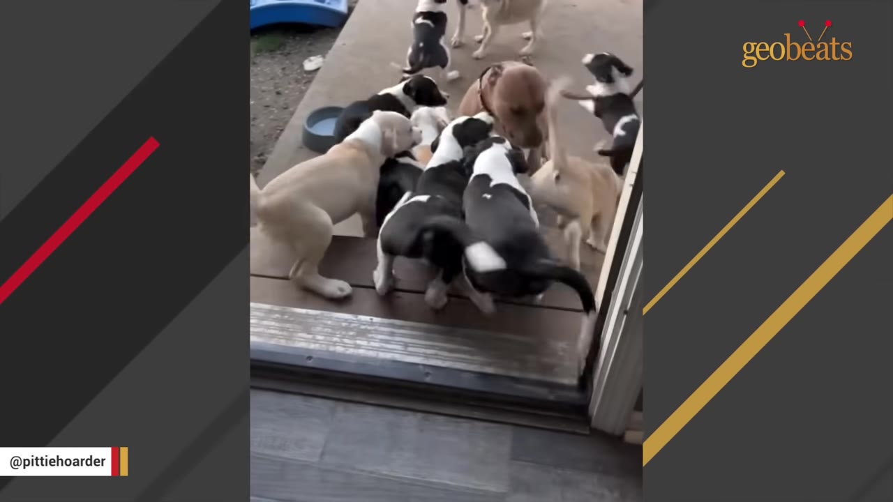 A brown dog stands patiently on a wooden deck as a large group of black-and-white and tan puppies crowd around her.