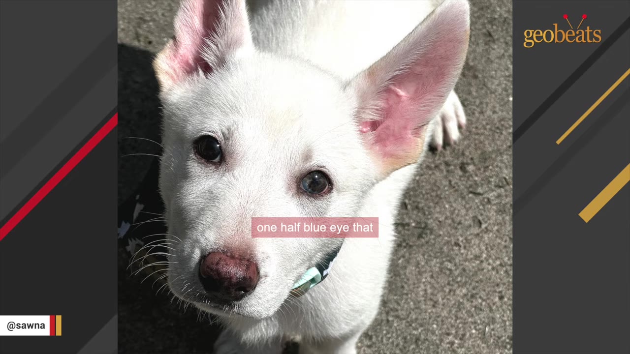 A close-up shot of a white puppy looking up, showing one eye that is partially blue.