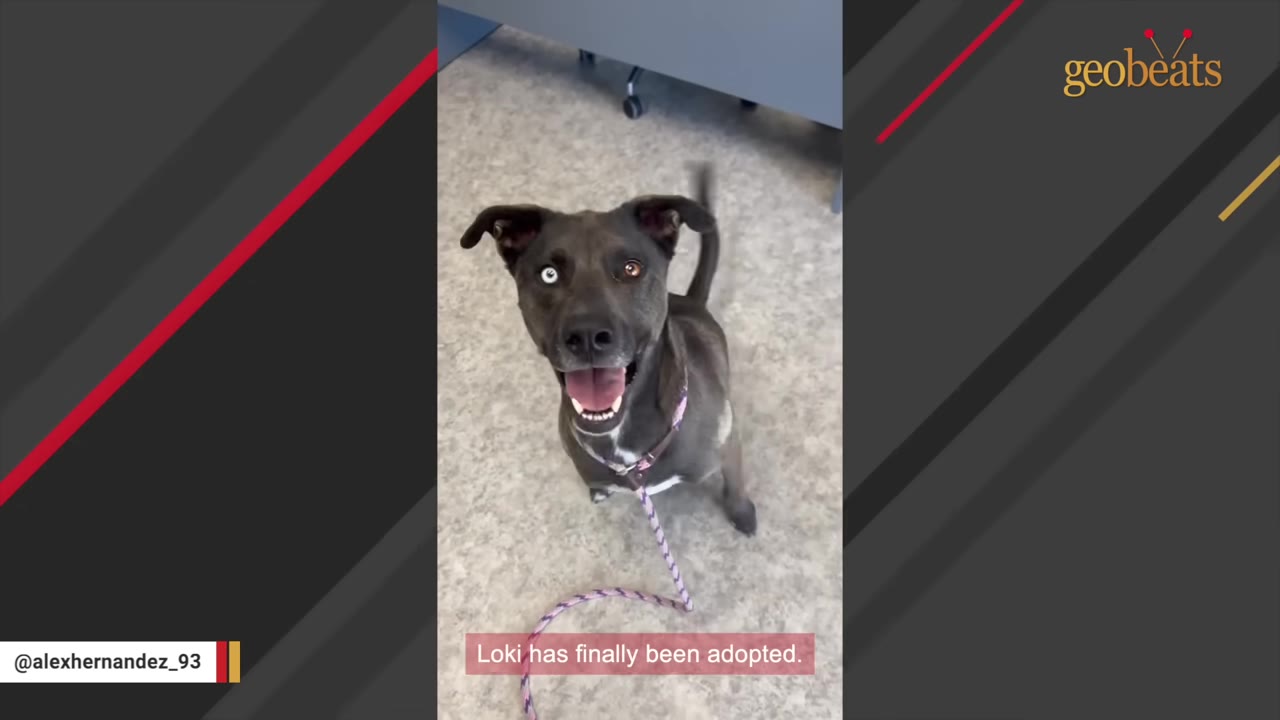 A happy dark grey dog with heterochromia (one blue eye and one brown eye) looking up at the camera with an open mouth, wearing a purple leash, with text overlay reading 'Loki has finally been adopted.'