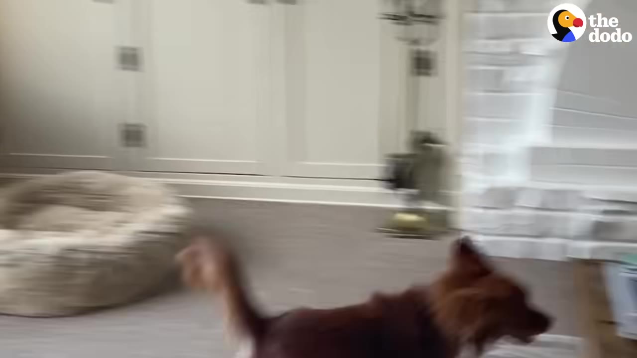 A brown dog running quickly across a living room floor, showing playful energy.