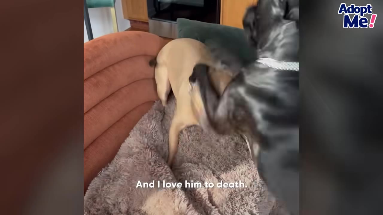 A tan dog and a black-and-white dog play together on a fluffy dog bed on a couch, with the subtitle 'And I love him to death.' on the screen.