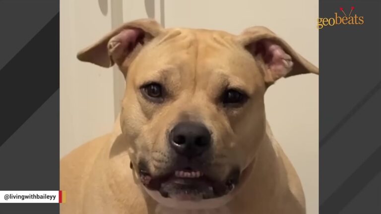 Texas Dog Was Surrendered By Her Family, Then A Woman Noticed Something She Kept Doing