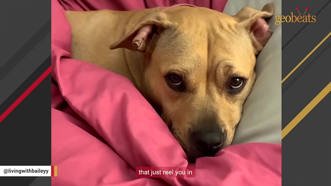 A close-up of a tan dog tucked under a pink blanket, looking up with large, expressive eyes.