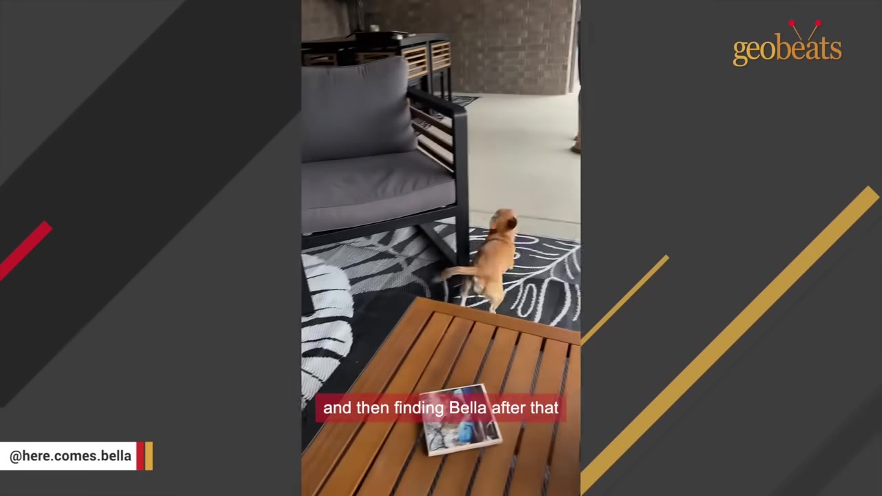A small brown dog stands on a patio near a wooden coffee table, which has a small book featuring a photo on its cover.