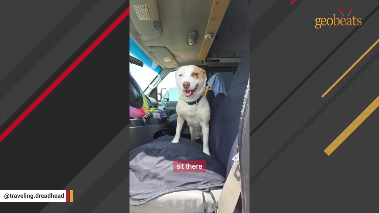 A happy, light-colored dog with brown patches sits on the front passenger seat of a vehicle, looking forward with an open mouth.