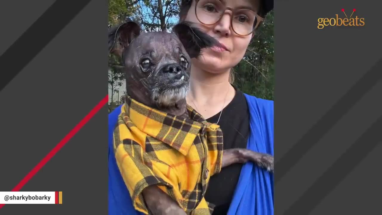 A small, hairless dog wearing a yellow plaid shirt is held in a blue sling by a woman wearing glasses.