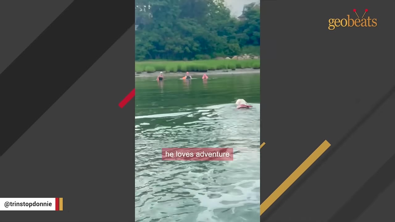 A white dog wearing a red life vest swims in a calm body of water towards three people wading in the distance.
