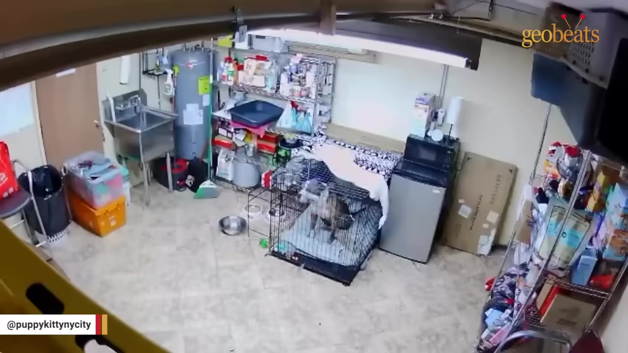 A dog stands inside a wire crate in a rescue facility room filled with shelves, supplies, and a sink.