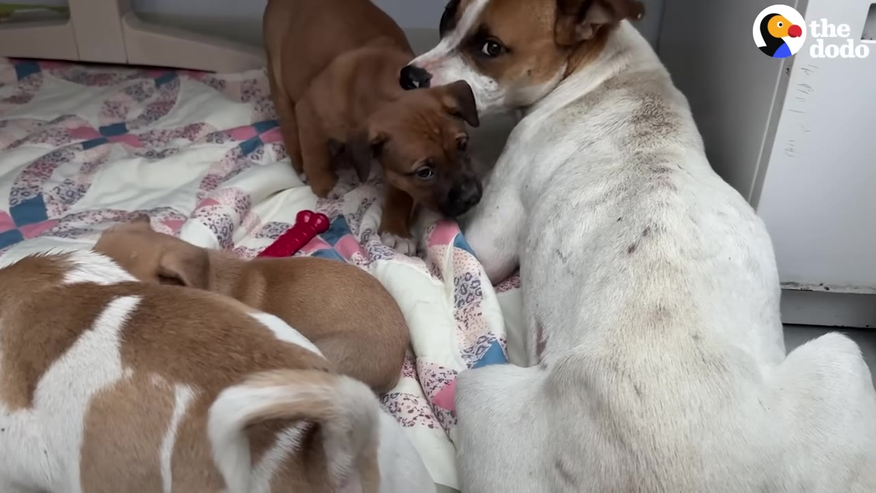 A white and brown mother dog lies on a colorful quilted blanket next to her small brown puppies.