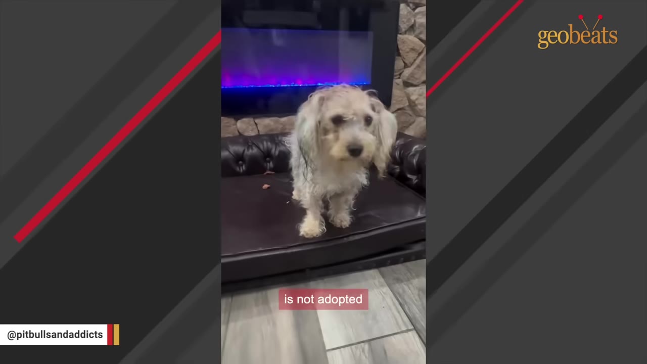 A small, fluffy white and grey dog stands on a black leather dog bed in front of a fireplace.
