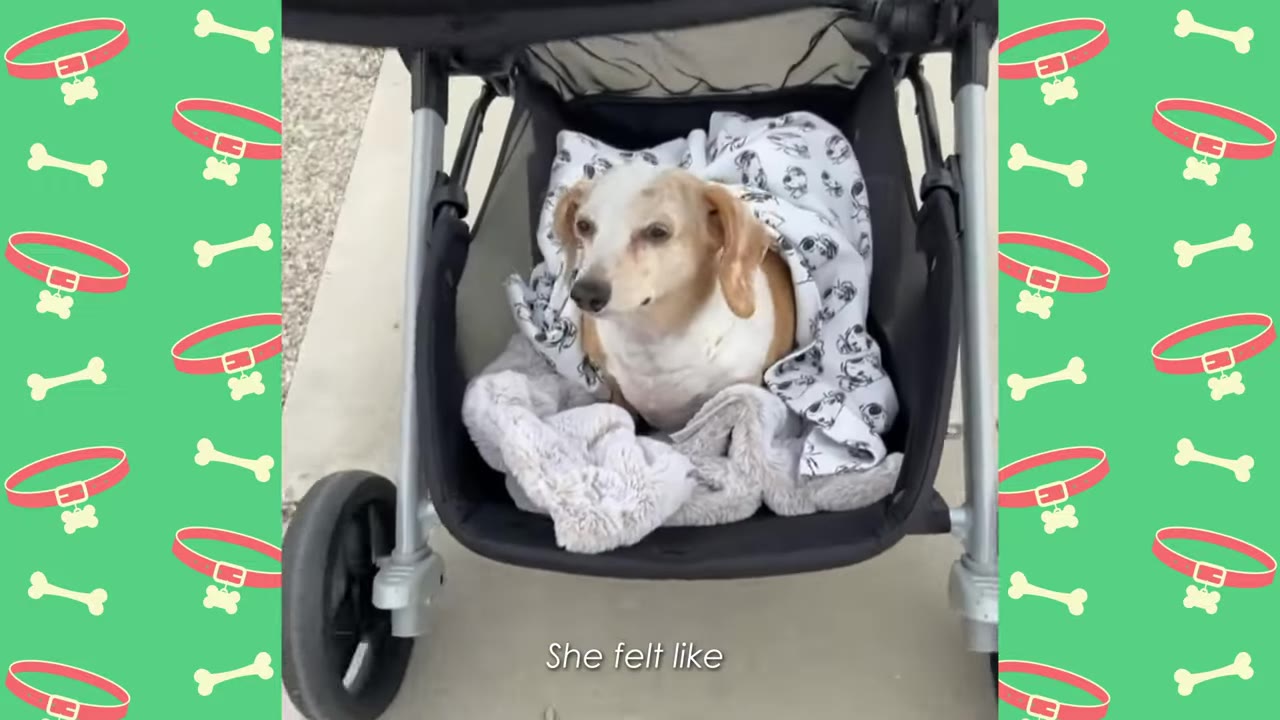 A small brown and white dog sits wrapped in blankets inside the lower storage basket of a baby stroller.