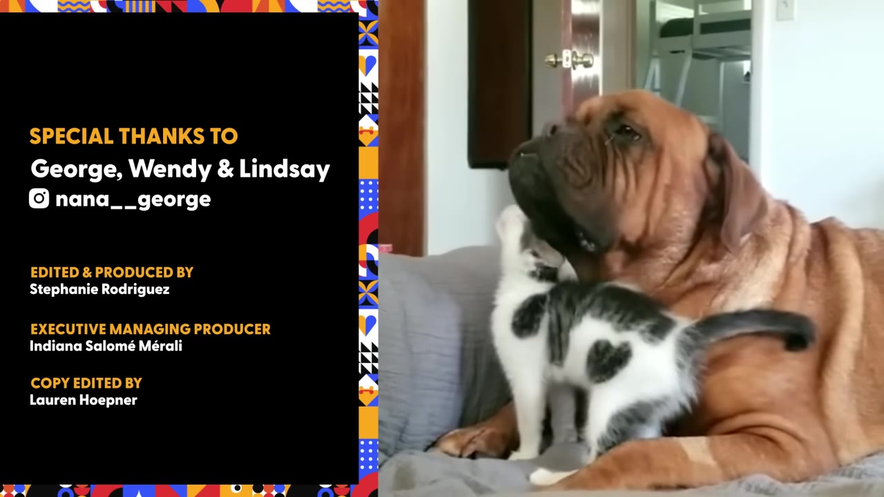 A large, wrinkled brown dog sits calmly on a grey couch while a small black-and-white kitten nuzzles its neck.