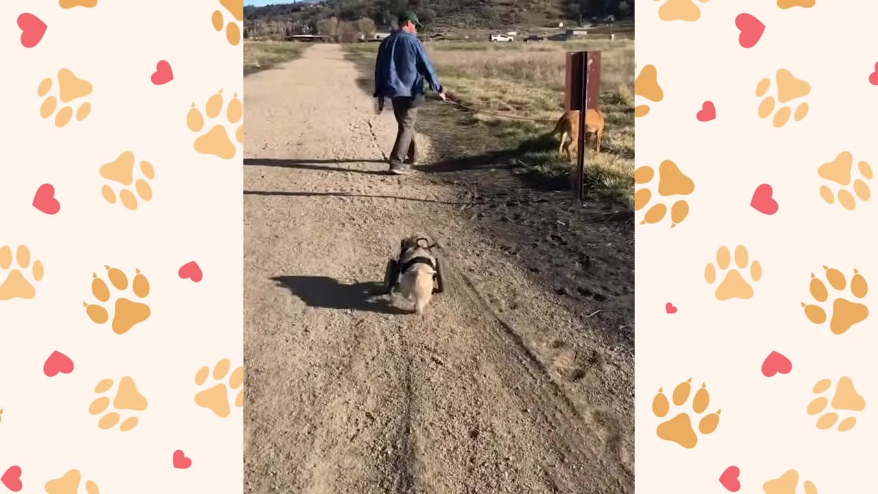 A small dog using a two-wheeled mobility cart walks down a dirt path behind a person and another dog.