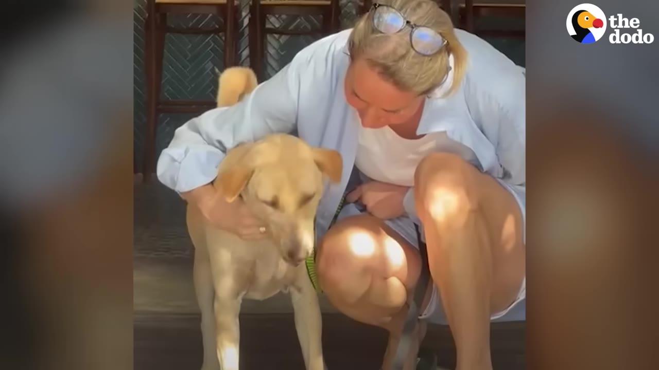 A close-up shot of a woman with blonde hair wearing glasses on her head, crouching down to pet a light brown dog.