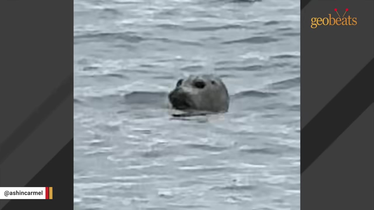 A seal's head poking out of the water, looking ahead.