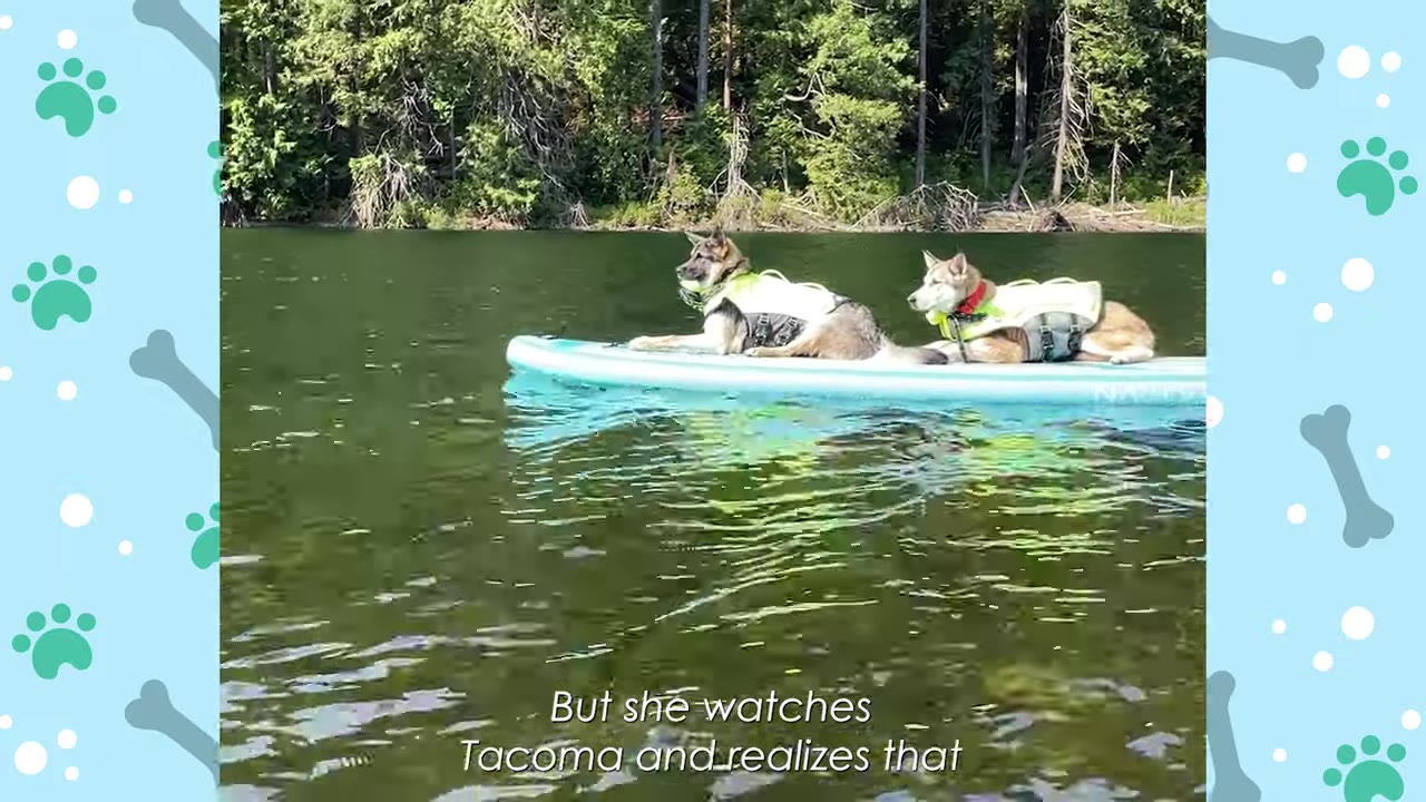 Two dogs wearing life jackets lie calmly together on a light blue paddleboard floating on a calm lake with a forested shoreline in the background.