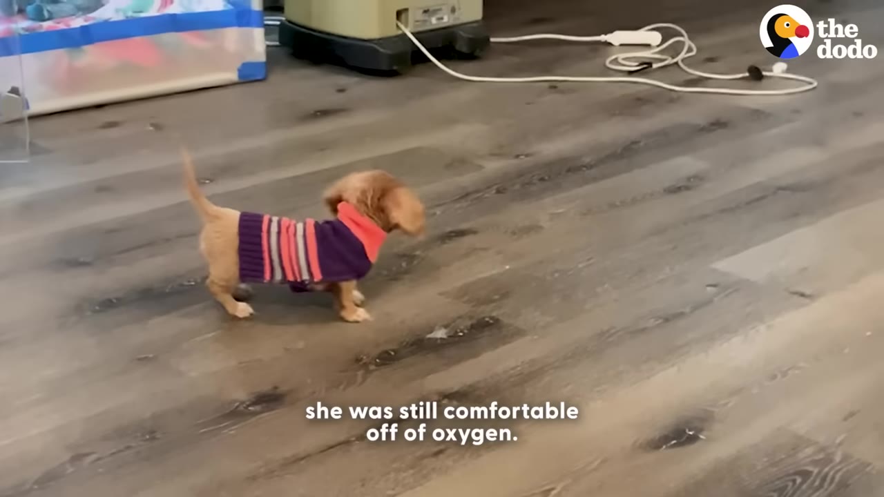 A small brown dachshund puppy wearing a purple and pink striped sweater walks across a wooden floor.