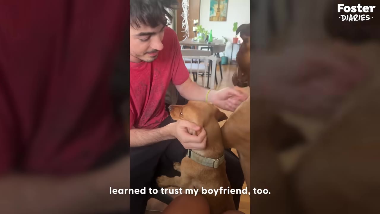 A man in a red t-shirt gently cradles and pets a small brown dog who looks up at him trustingly.