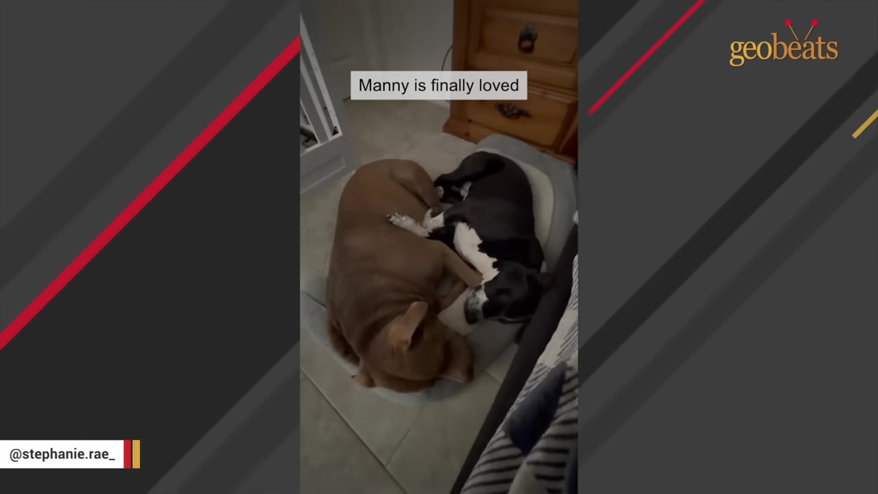 A brown dog and a black-and-white dog curl up together in a dog bed on the floor, with text overlay reading 'Manny is finally loved'.