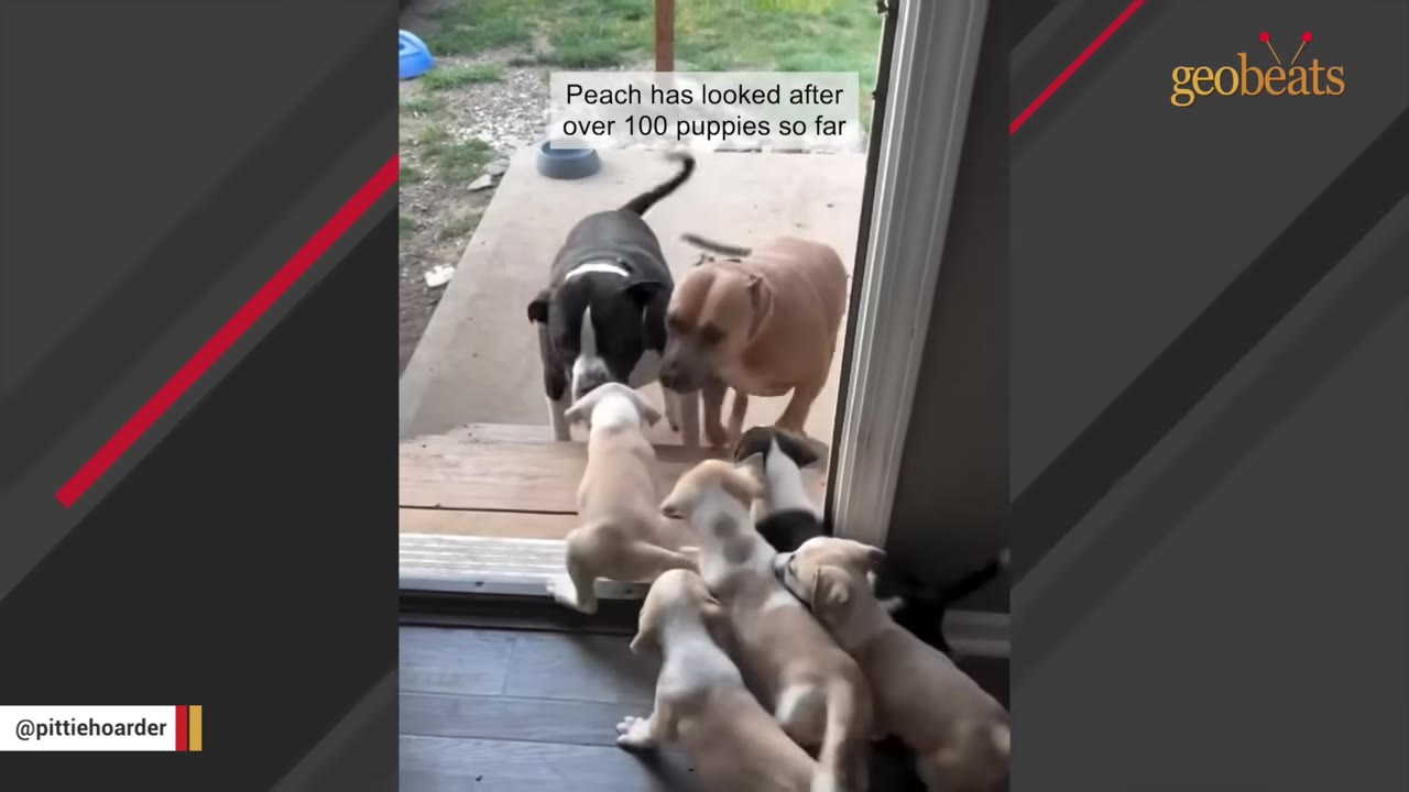 A group of small tan and white puppies gather at an open doorway to greet two larger adult dogs standing outside on the patio.