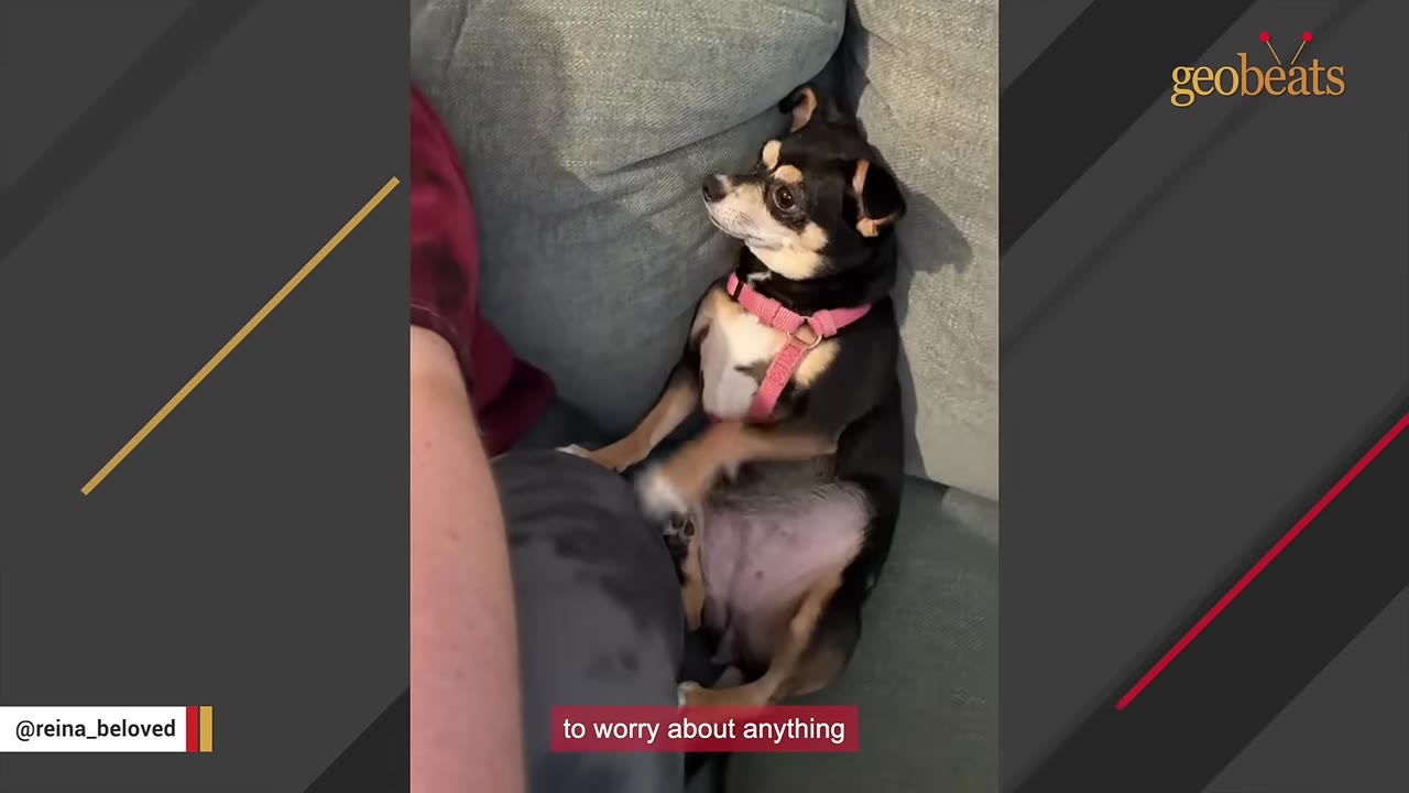 A small black and tan dog wearing a pink harness lies on a grey couch, leaning closely against a person's leg.