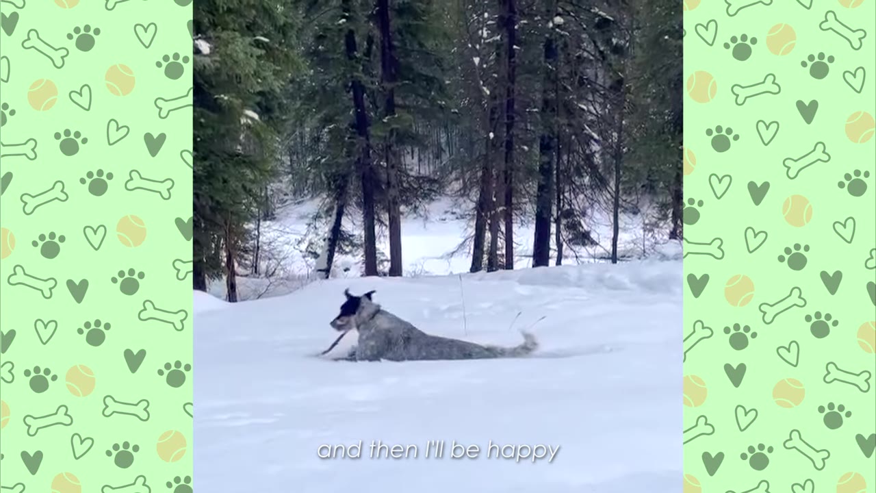 A black and grey dog slides on its belly through deep snow in a forest.