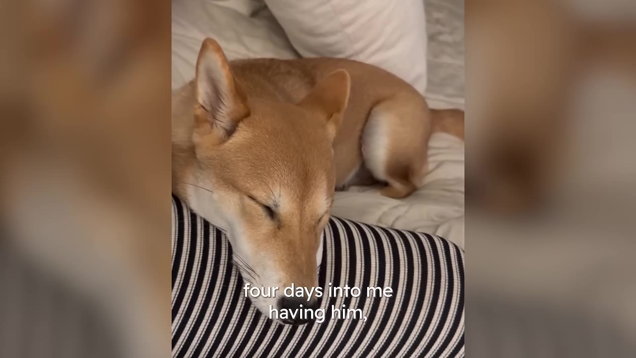 A tan Shiba Inu dog rests its head peacefully on a person's lap wearing black and white striped pants, with text overlay reading 'four days into me having him,'.