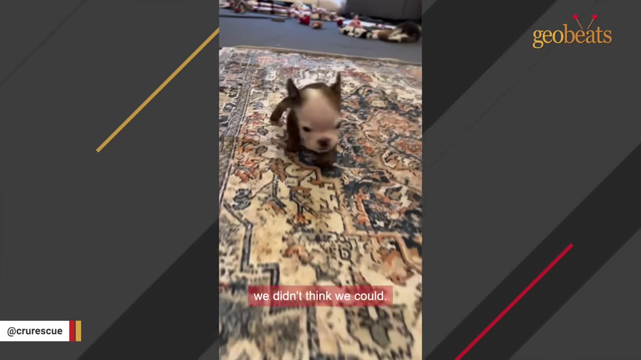 A small brown and white puppy walking on a patterned rug.