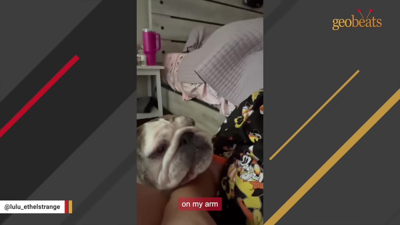A brindle and white bulldog rests her head gently on a person's arm, looking up with a soft expression.