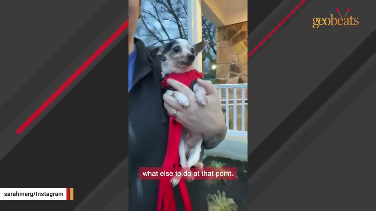 A small Chihuahua wearing a red vest is held in a person's arms outdoors.