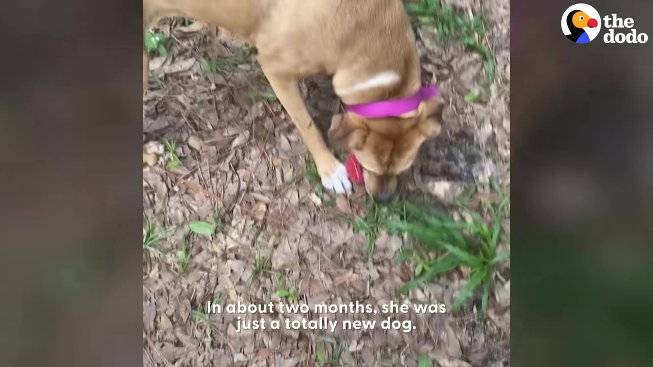 A light brown dog wearing a pink collar sniffs the ground covered in dry leaves and green grass.