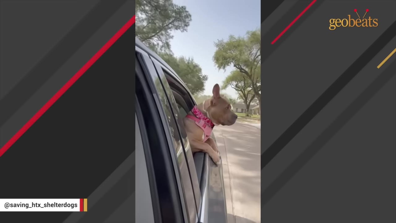 A brown dog wearing a pink harness looks out of an open car window as the vehicle drives down a street.