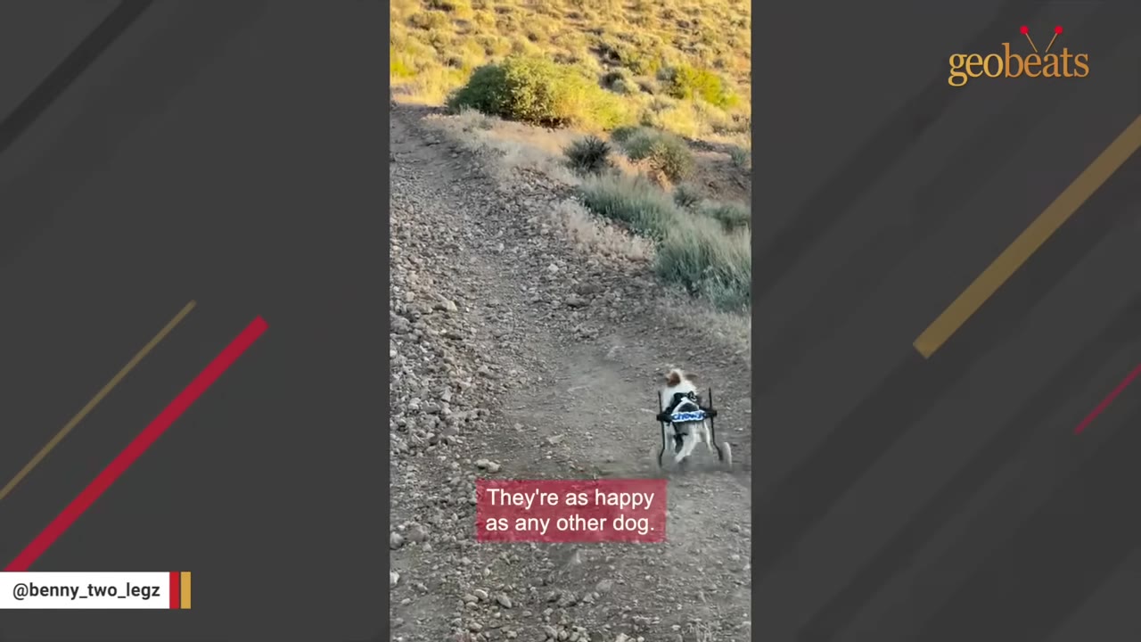 A small dog using a two-wheeled mobility cart runs up a rocky dirt path on a hillside.