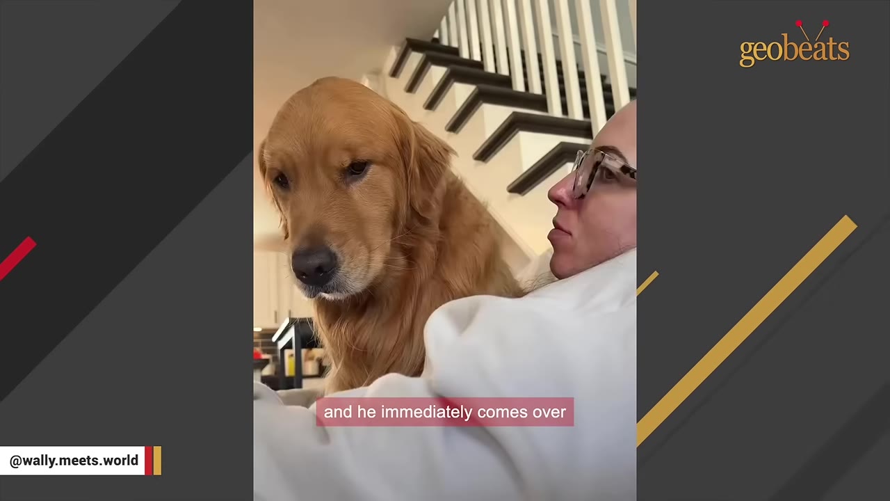 A golden retriever sits close to a woman wearing glasses, looking down with a concerned and gentle expression.