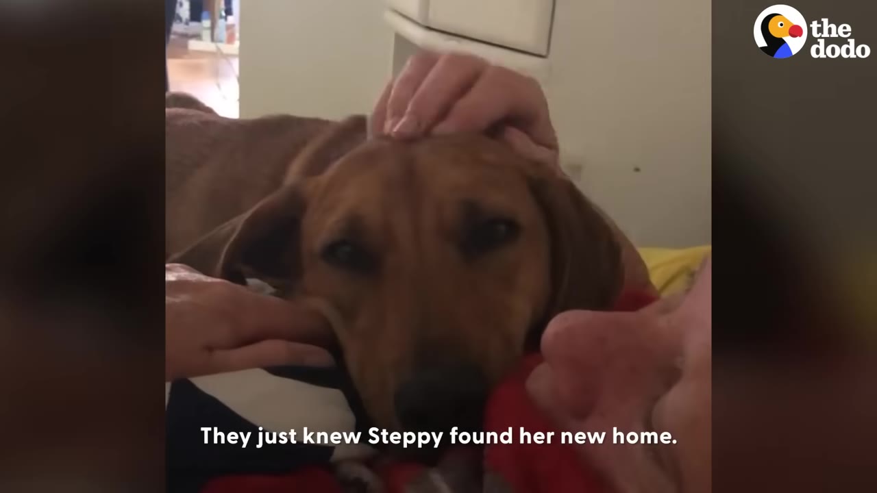 A brown dog resting its head while being gently petted by its owners, with text on screen reading 'They just knew Steppy found her new home.'