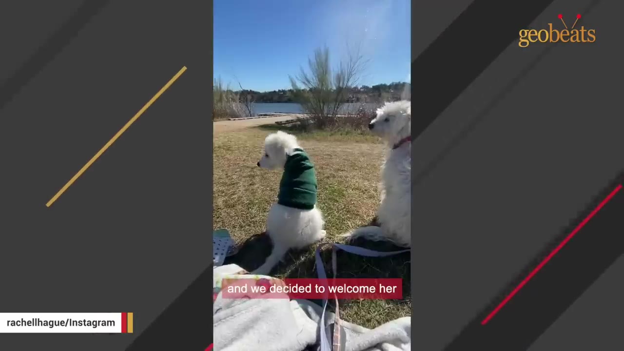 Two fluffy white dogs sit on a grassy field near a body of water under a clear blue sky.