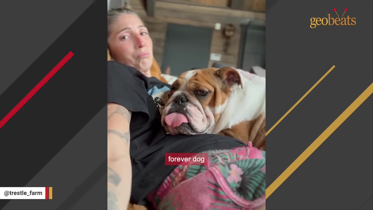 A woman lying down with a brown and white bulldog resting on her chest, with its tongue sticking out.