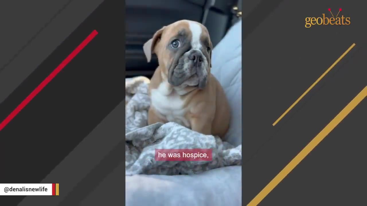 A small brown and white bulldog puppy sits on a blanket in the back of a car, looking off to the side with wide eyes.