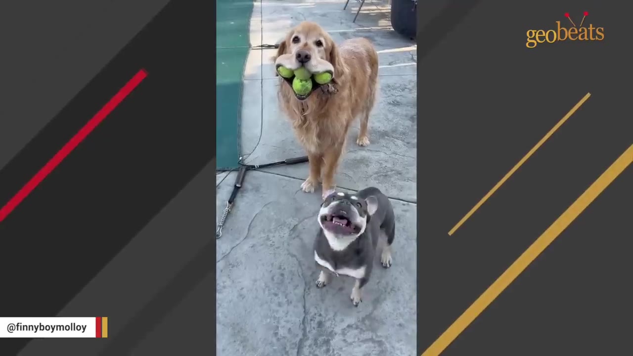 A golden retriever stands with four green tennis balls stuffed in his mouth next to a small grey and white French bulldog looking up.