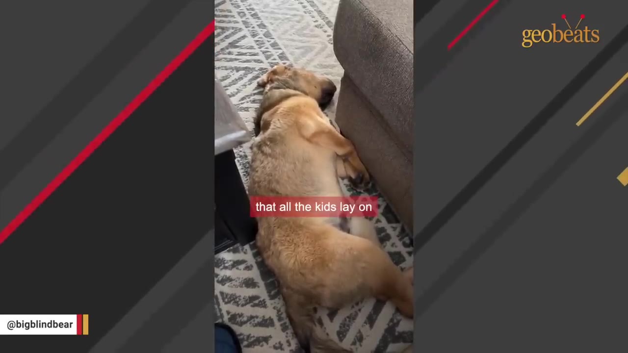 A large tan dog lies comfortably on its back on a patterned rug next to a couch.
