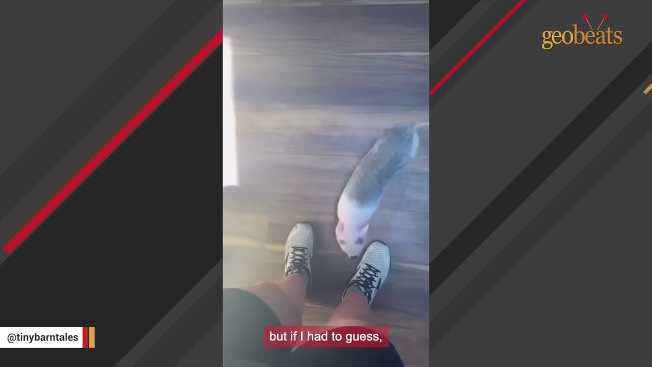 A high-angle shot of a small pink and grey piglet standing on a wooden floor next to a person's feet wearing sneakers, with text overlay reading 'but if I had to guess,'.