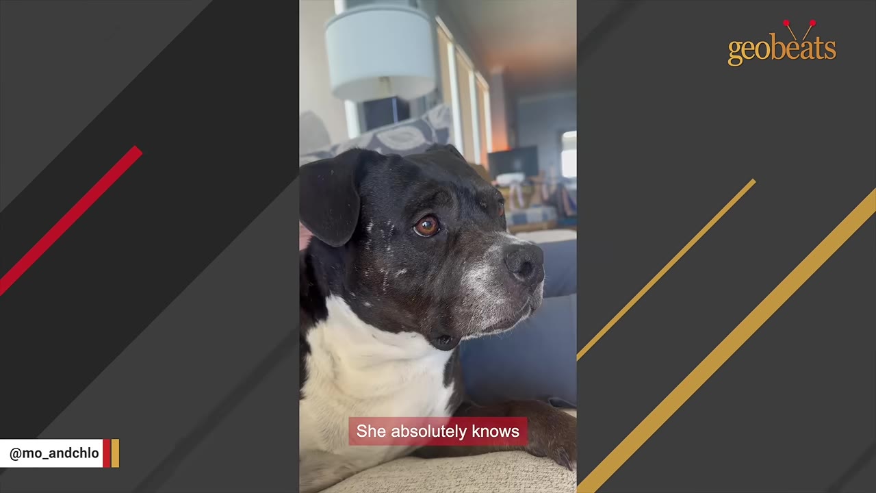 A close-up of a black and white dog with expressive brown eyes looking off-camera while resting on a couch.